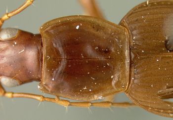 Media type: image;   Entomology 19515 Aspect: pronotum dorsal